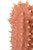Насадка на фаллос с шипами Extreme Sleeve 007 M-size - 14,7 см.